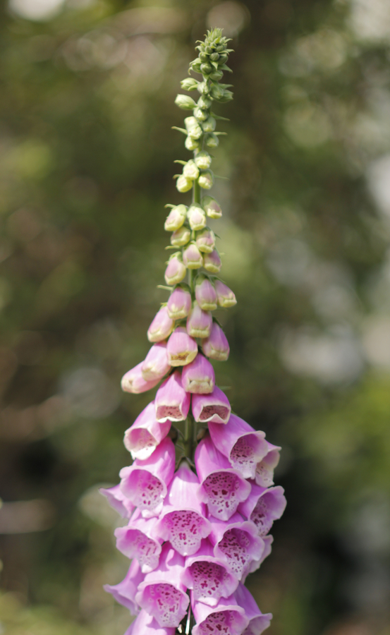 Foxglove 